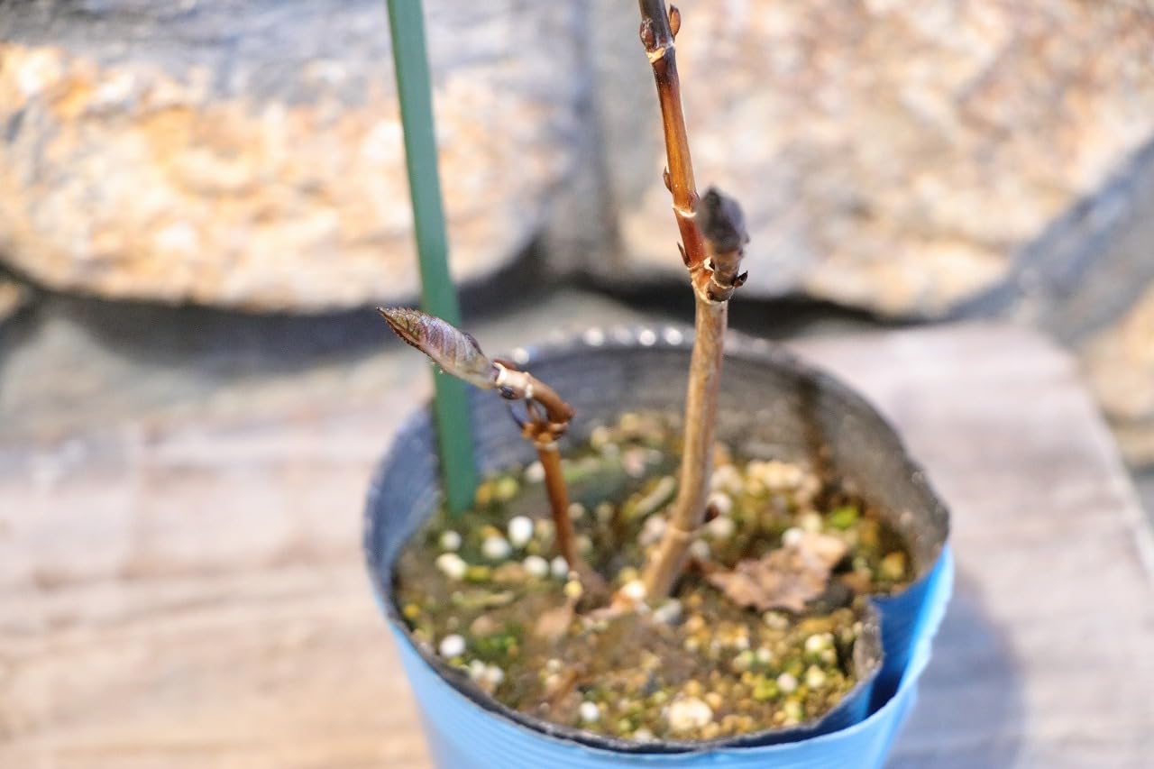 ナチュラリー７です♪3点セット霧島の恵　紫陽花　アジサイ　苗　苗木　5号鉢 ナチュラリー7様専用です♪3点セット霧島の恵 紫陽花 アジサイ