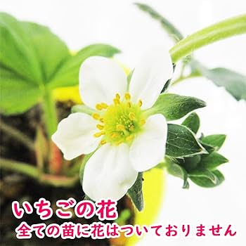 いちごページ Amazon | Lynx リンクス ゴルフ いちご ウェッジ ICHIGO 苺