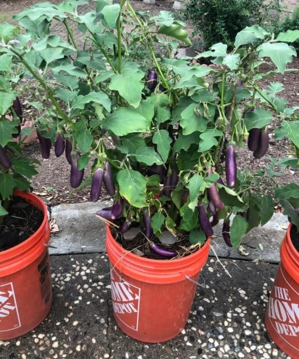 Willvine Organic Indian Egg Plant-AHS-22I