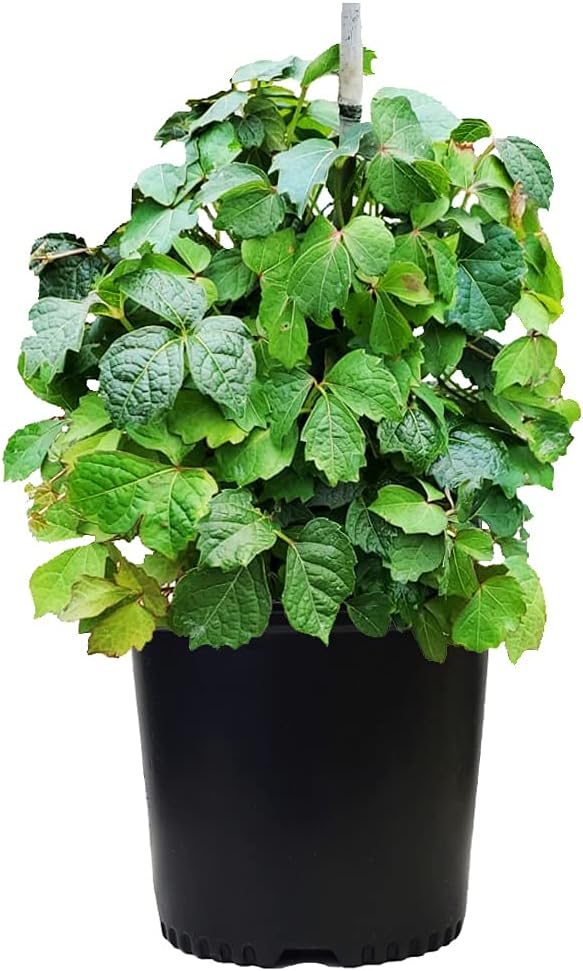 Parthenocissus Tricuspidata (Boston Ivy) Shrub, #3 - Size Container