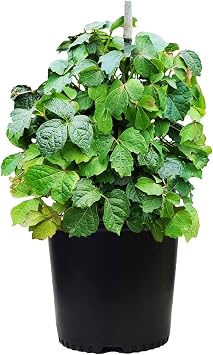 Parthenocissus Tricuspidata Boston Ivy Shrub, #3 - Size Container