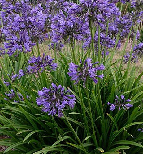 AGAPANTHUS Navy Blue by SPB. Also Known as Lily of The Nile, Blue African Lily or The Nile Lily (1)