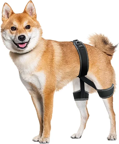 CHAMIN Dog Hip Brace – Support Harness for Hip Dysplasia, Joint Pain Relief, Prevents Hip Joint Issues, Orthopedic Support for Dogs(Large)