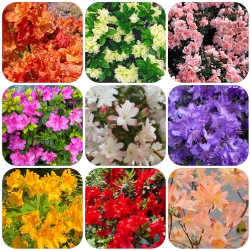 semi di azalea rododendro, resistenti, appartamento arbusti crescita rapida, interno arbusti decorativi, sempreverdi 200pcs
