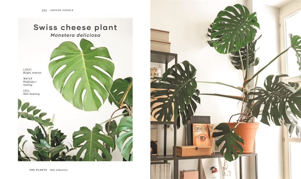 The Leaf Supply Guide to Creating Your Indoor Jungle