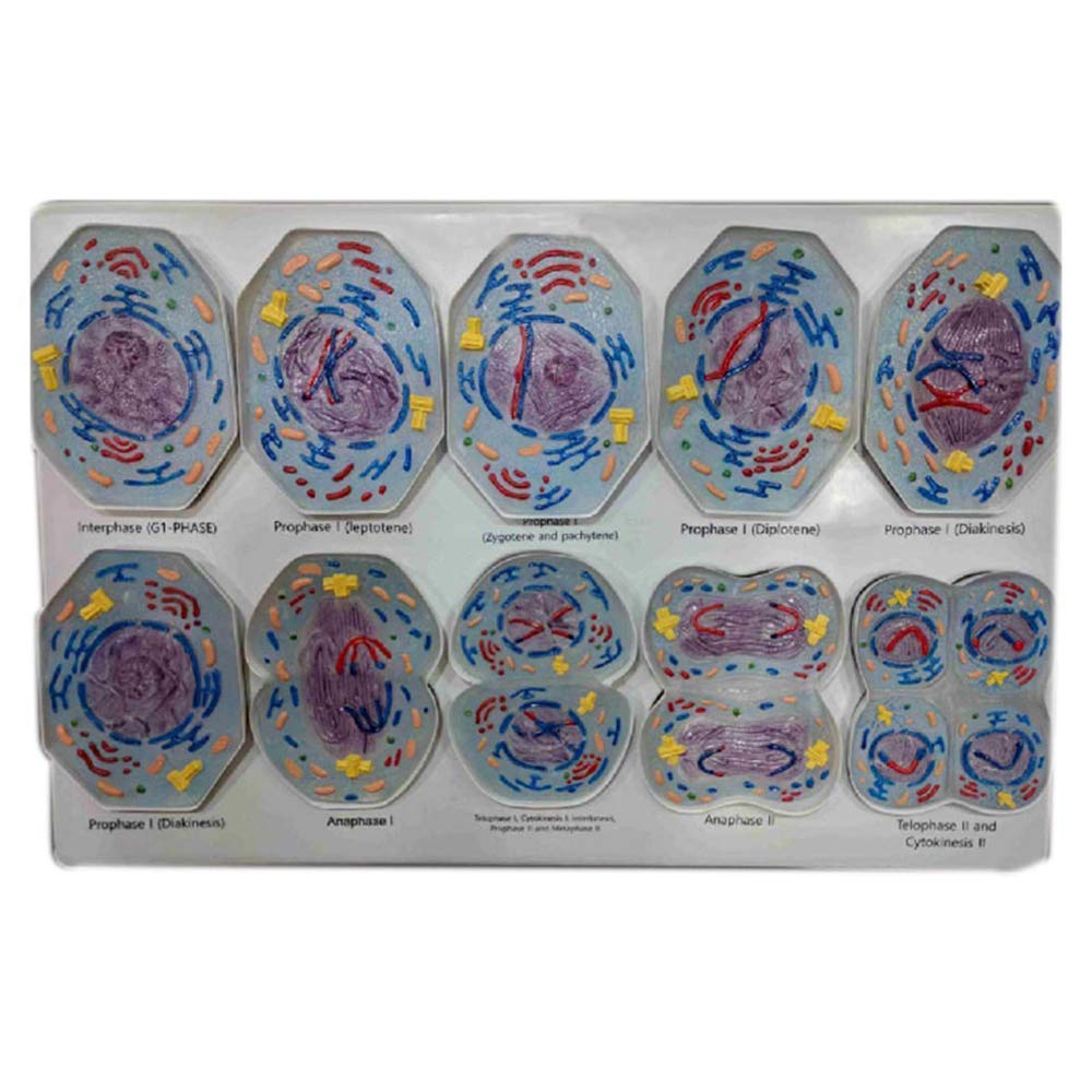 Buy Educational Model Cell Meiosis Model Cell Anatomical Model 10