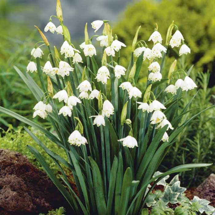 Amazon.co.jp: すずらん咲き 水仙 球根 4球 スノーフレーク 植えっ