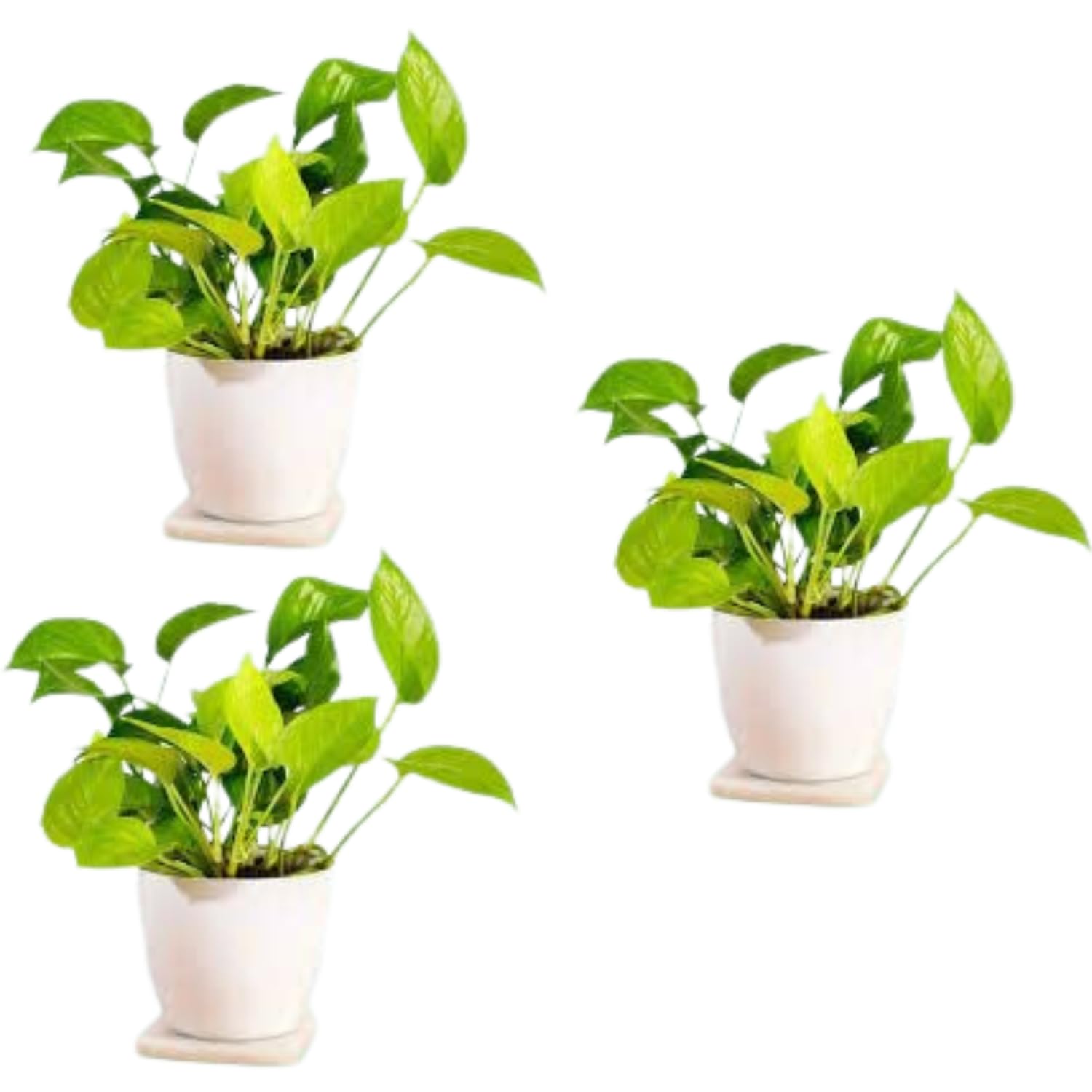 GOOD HOMES INDIA Money PlantPack of 3 | Good Luck Money Plant | Money Plant indoor live Plant | Money Plant For Home Decoration | Money Plant indoor Plants For Living Room | Self Watering Pot (B0CHFFCG67) Amazon Price History, Amazon Price Tracker