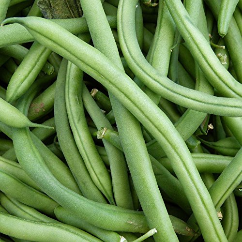 Blue Lake FM1K Pole Bean Seeds - 1 Lb - Non-GMO, Heirloom - Green Bean Vegetable Garden Seeds...