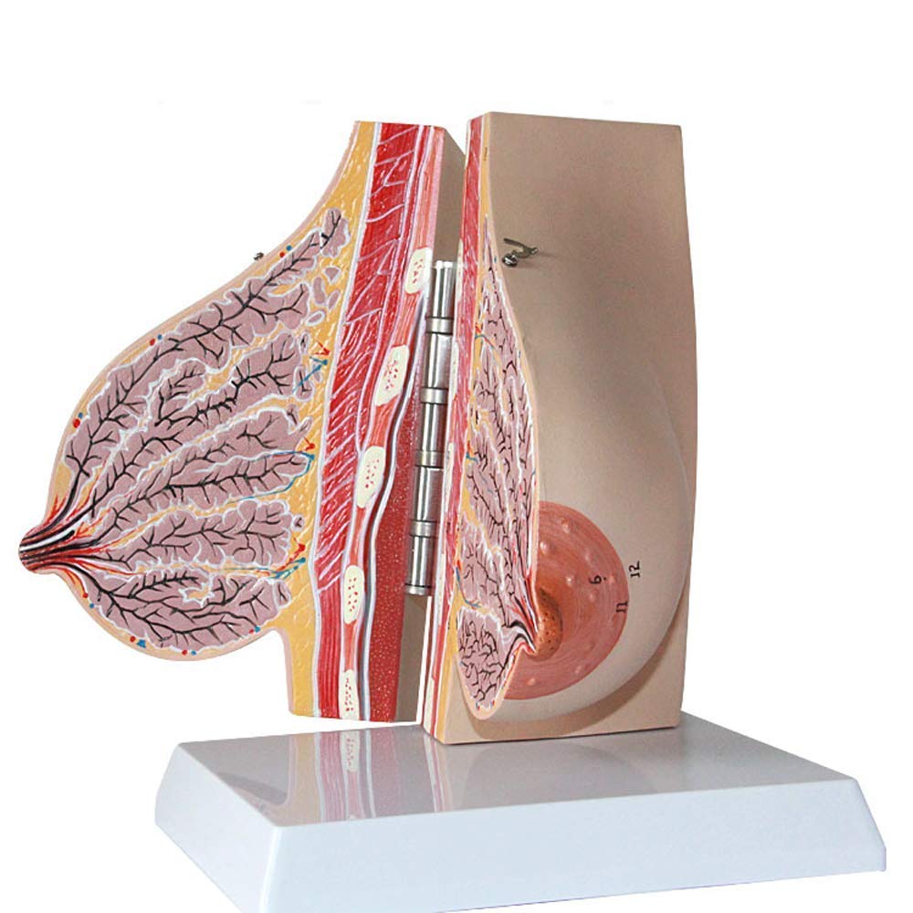 Model Anatomii Piersi Ludzkiej Zasoby Anatomii Ludzkiej Edukacja Medyczna Materiały Medyczne