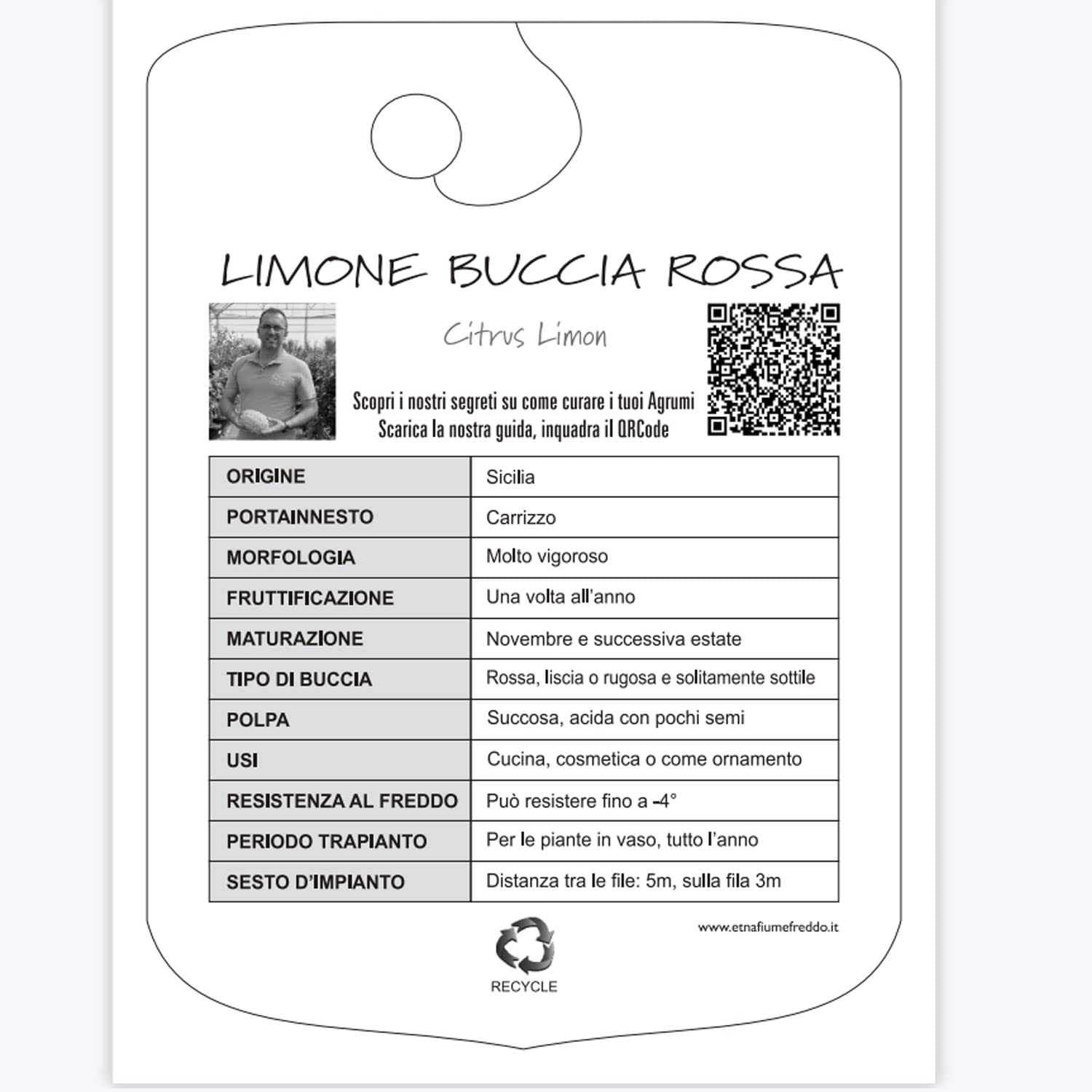 SAVINI VIVAI Pianta di Limone Albero Agrumi Limone a Buccia Rossa in Vaso da 24 cm Altezza 90-110 cm 3-4 Anni di innesto Made Italy