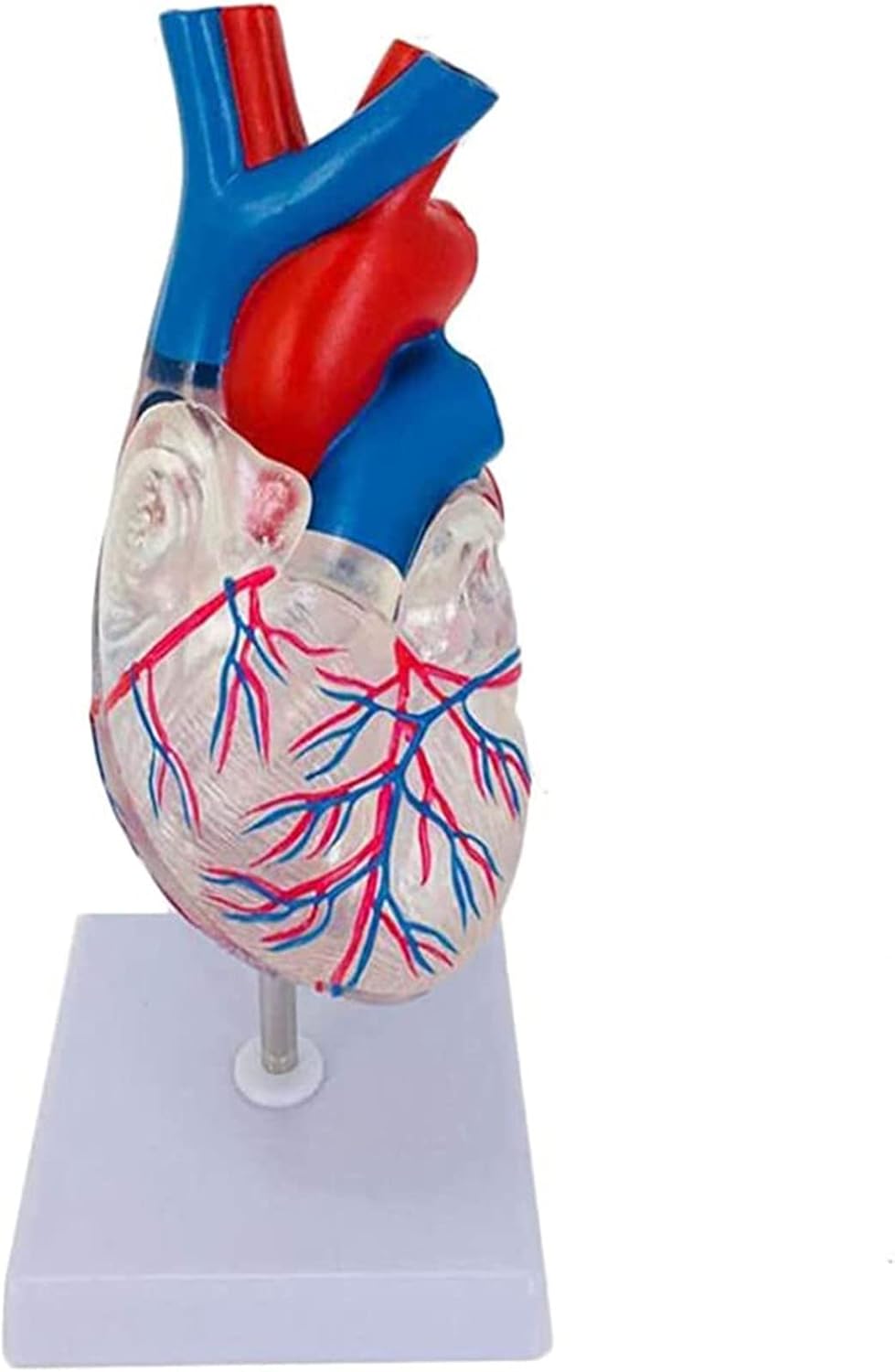 Faux Coeur Humain Latex Coeur Taille Réelle Accessoires D