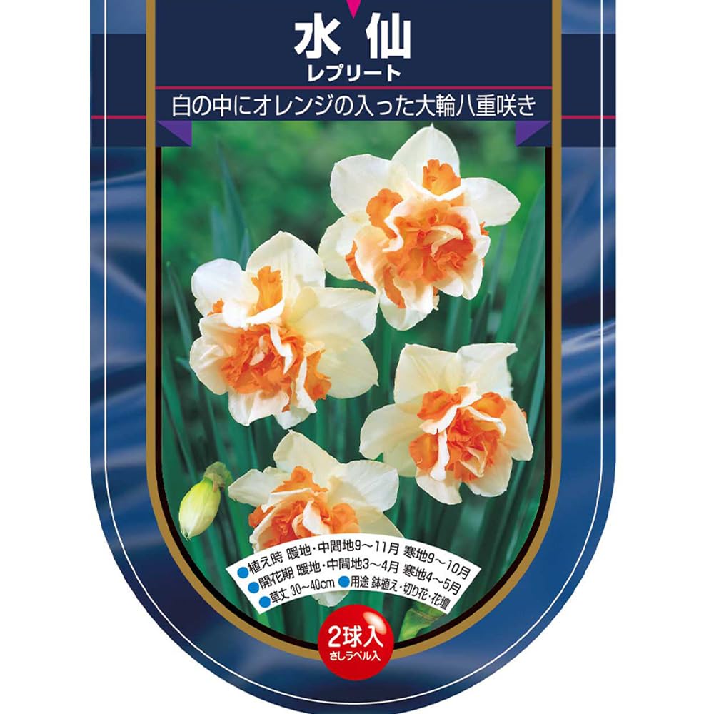 Amazon.co.jp: ITANSE 花球根 八重咲き水仙 レプリート 2球入り