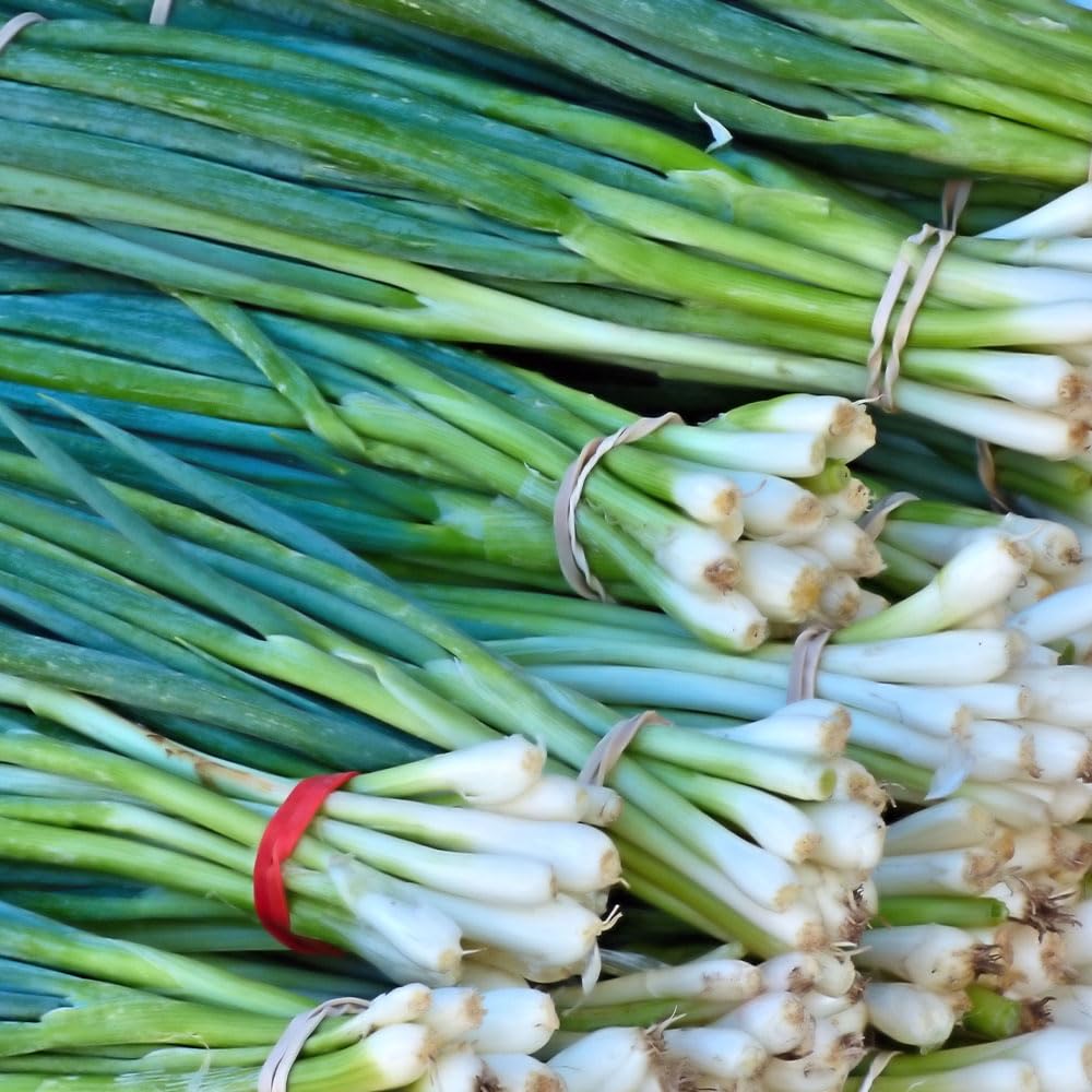 Chive Seeds – Cipollotto da Mazzi – Mild, Sweet Spring Onion Type – Long White Stems, Crisp & Fresh Flavour – Easy to Grow – Ideal for Salads & Garnish