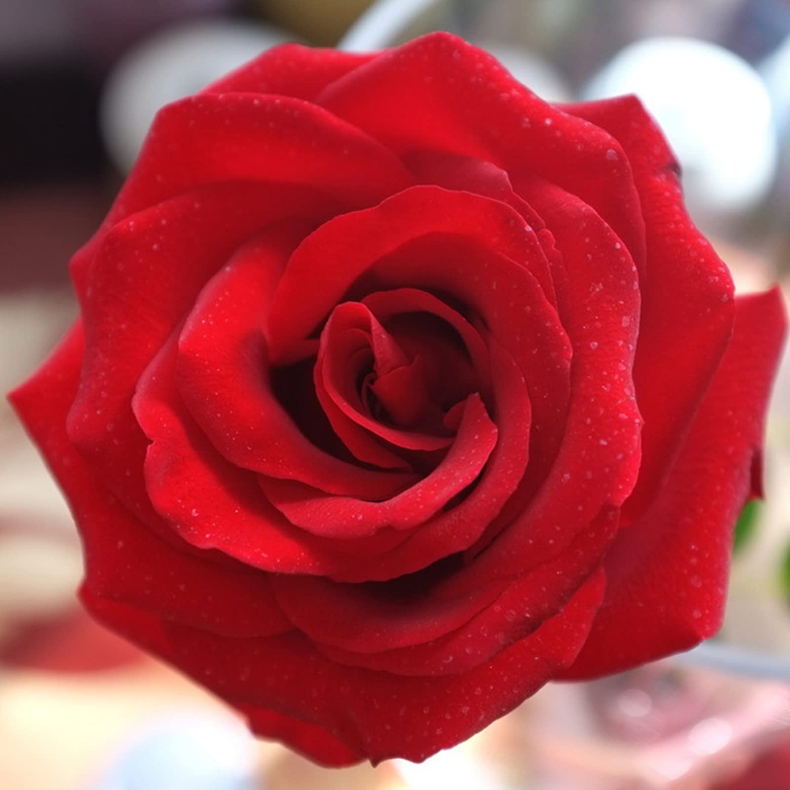 Saterkali Rozenzaden, 30 stks/zak Rozenzaden Geurige Zeldzame Planten Blauw-Roze Bloei Desktop Plantenzaden voor Tuin rozen zaad