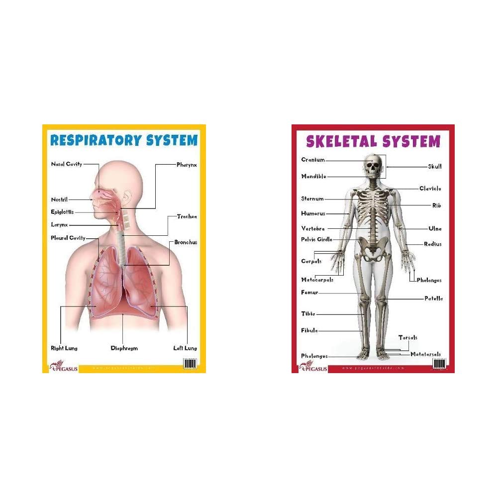 Respiratory System - Thick Laminated Primary Chart+Skeletal System - Thick Laminated Primary Chart (Set Of 2 Books)