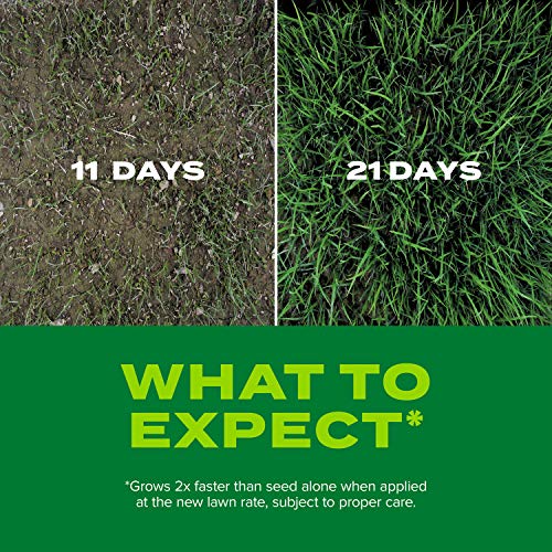 Scotts 18222 Turf Builder Rapid Grass Tall Fescue Mix, Combination Seed And Fertilizer thumb #4