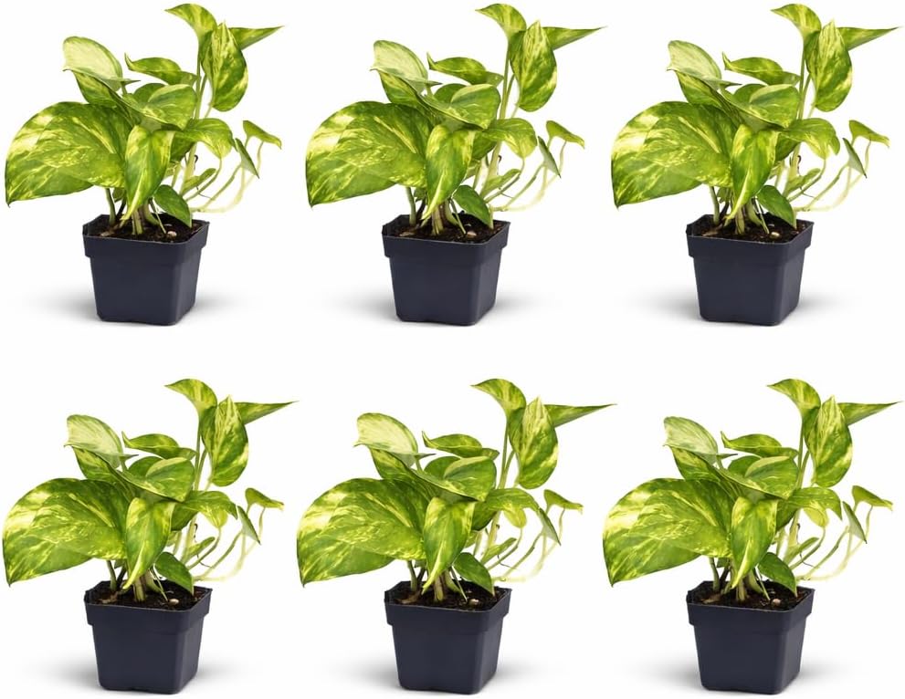 6 Pack Live Golden Pothos, Devil's Ivy Vine, Indoor Trailing Houseplant, Variegated Potted Plant, Sympathy Gift, Live Decor, Birthday Gift, Office Gift, Housewarming Gift in 3" Pot