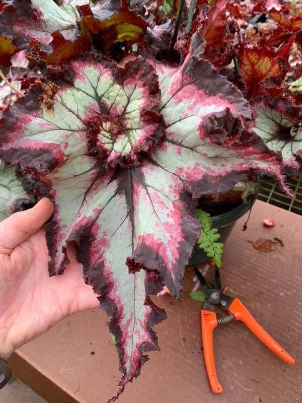Ritz Farming® Begonia imported leafy flower seeds | dark maroon with dull white Begonia leafy flower seeds for Home pots | all Season Flowering seeds for Gardening pack of 20 seeds (B0CKVM6X3F) Amazon Price History, Amazon Price Tracker