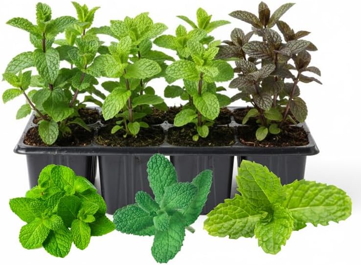 6 Assorted Mint Plants 4-6'' Tall, Culinary and Fragrant Mint Live Plants, Perennial, Fast Growing, Easy Care Herbs