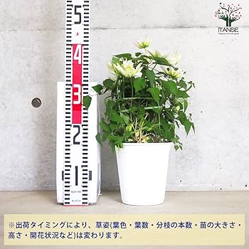 クレマチス　苗　⑤ 楽天市場】予約販売 クレマチス 苗 パルセット インテグリ