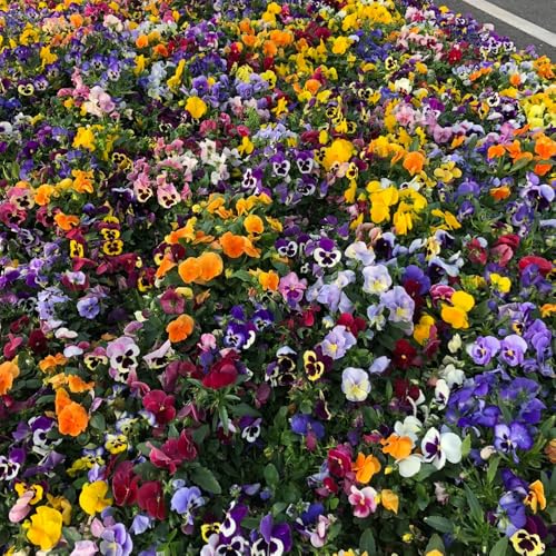 Semi di viola del pensiero resistenti, regali sostenibili Viola tricolore, da giardino resistenti perenni biologici semi di esotiche 800pcs