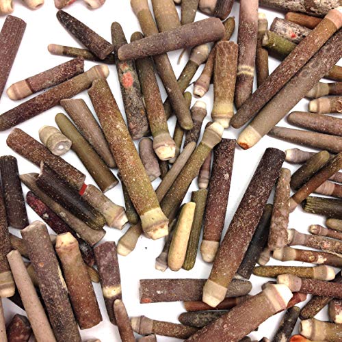 PEPPERLONELY Small Sea Urchin Spines, 8 OZ Apprx. 250+ PC Shells, 1/2Inch ~ 2-1/2 Inch