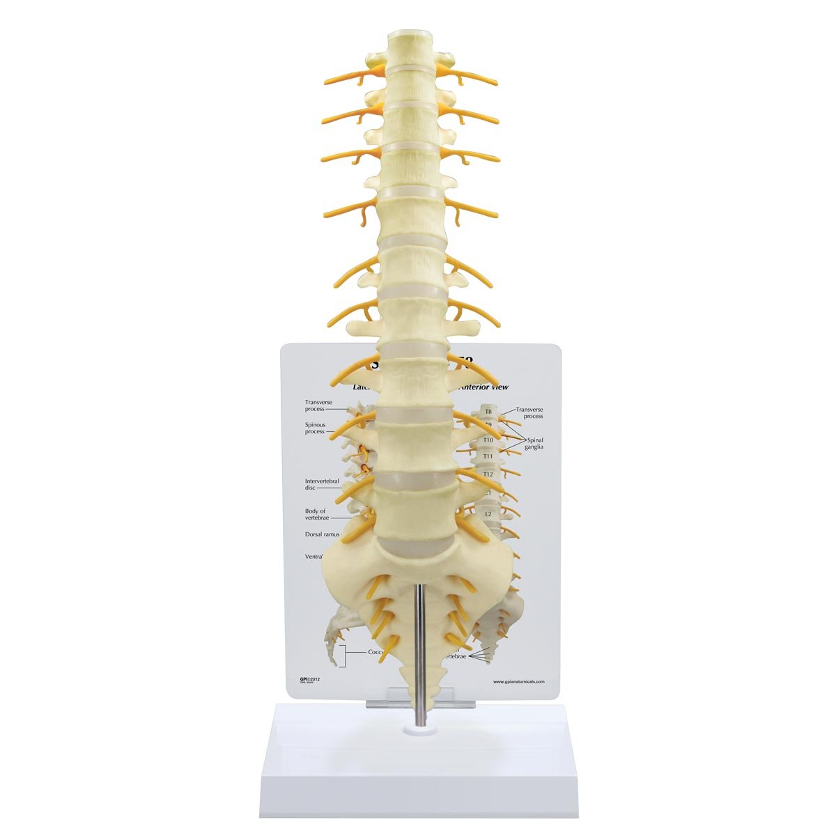 GPI Anatomicals Modelo de columna vertebral sacro - T8