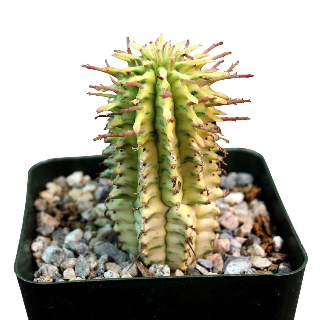 Live Cactus Plants Euphorbia mammillaris Corn on the Cob Cactus