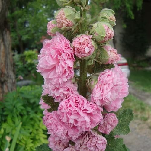 25 Double Pink Hollyhock Seeds Perennial Flower Seeds #TOP2