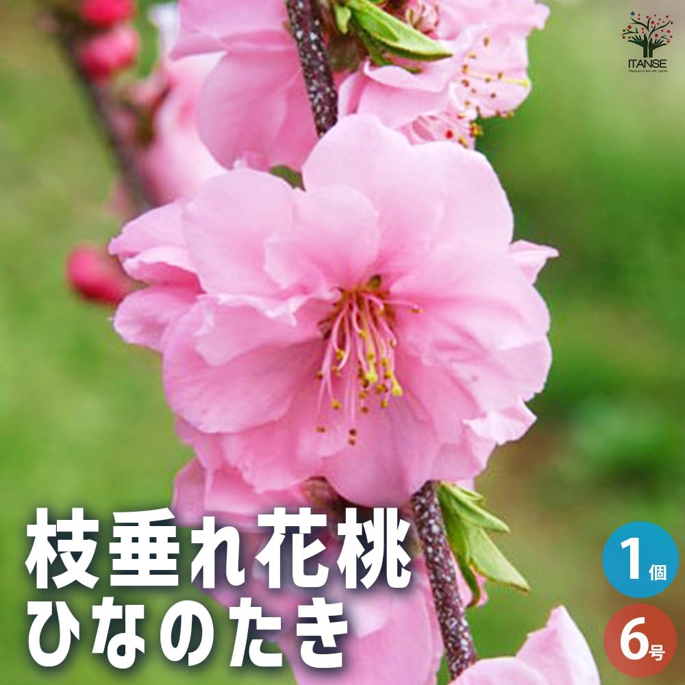 Amazon.co.jp: 花桃(ハナモモ) ひなのたき(枝垂れ花桃) 6号 1個売り