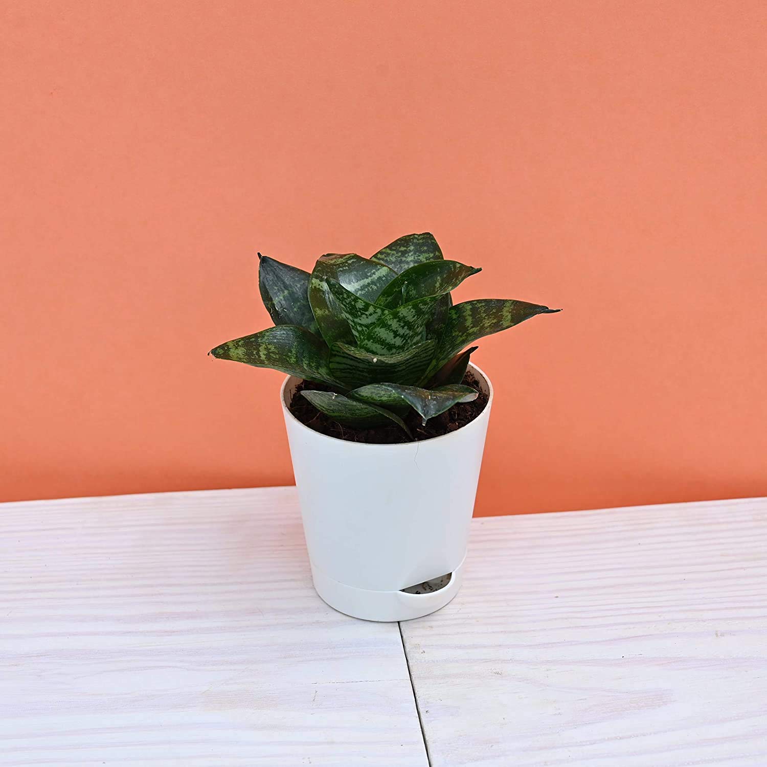 Sansevieria Green Air Purifier Snake Plant with Self Watering Pot (B08RW68YJL) Amazon Price History, Amazon Price Tracker