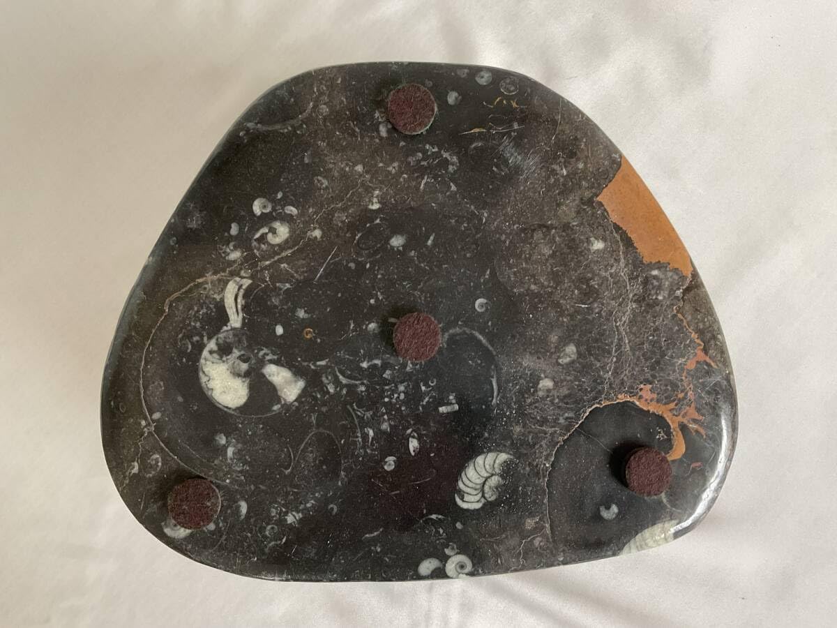 Amazon | 大理石アンモナイト化石の装飾手彫り 303 | 化石・発掘