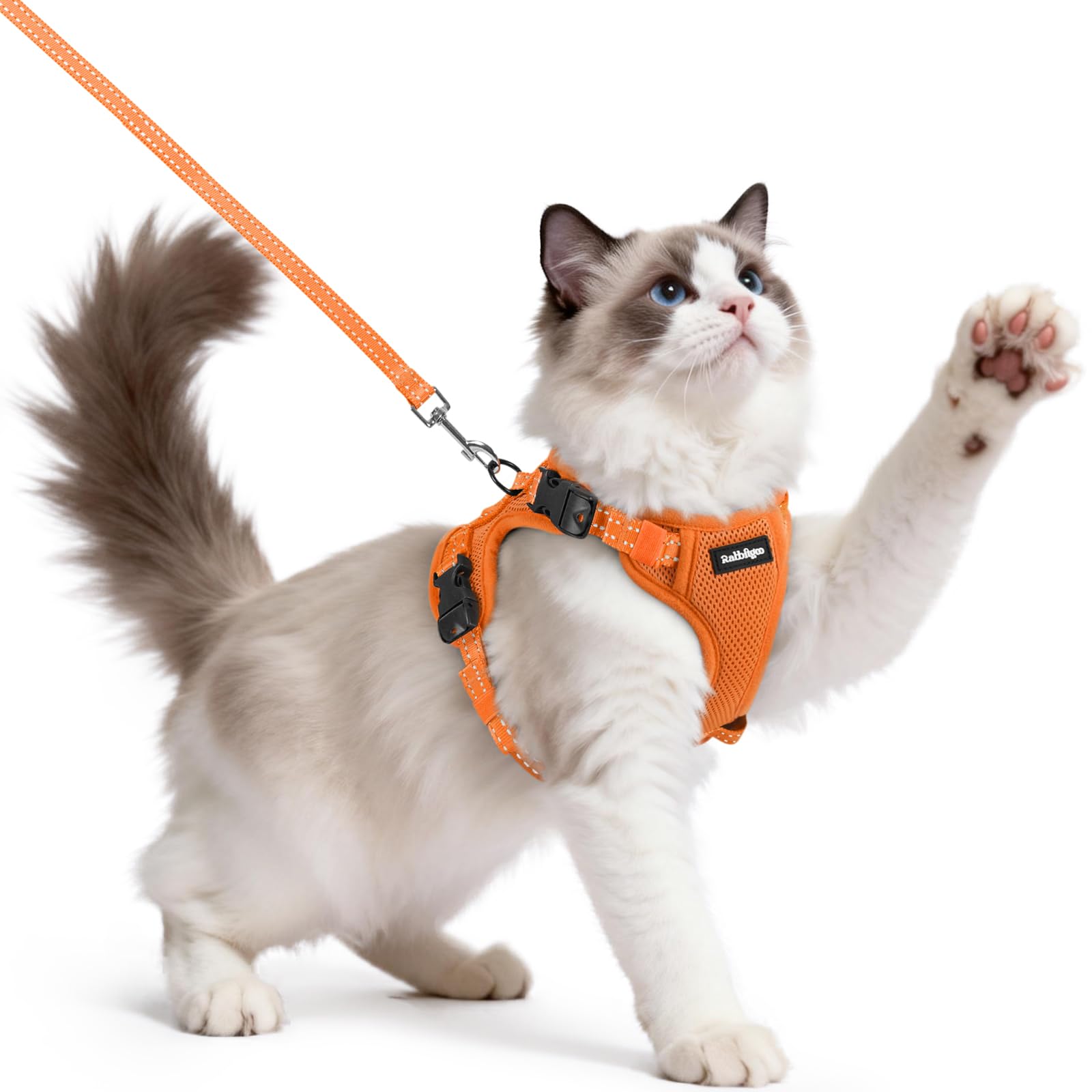 rabbitgoo Cat Harness and Lead Set, Easy-on with Neck Buckle, Orange