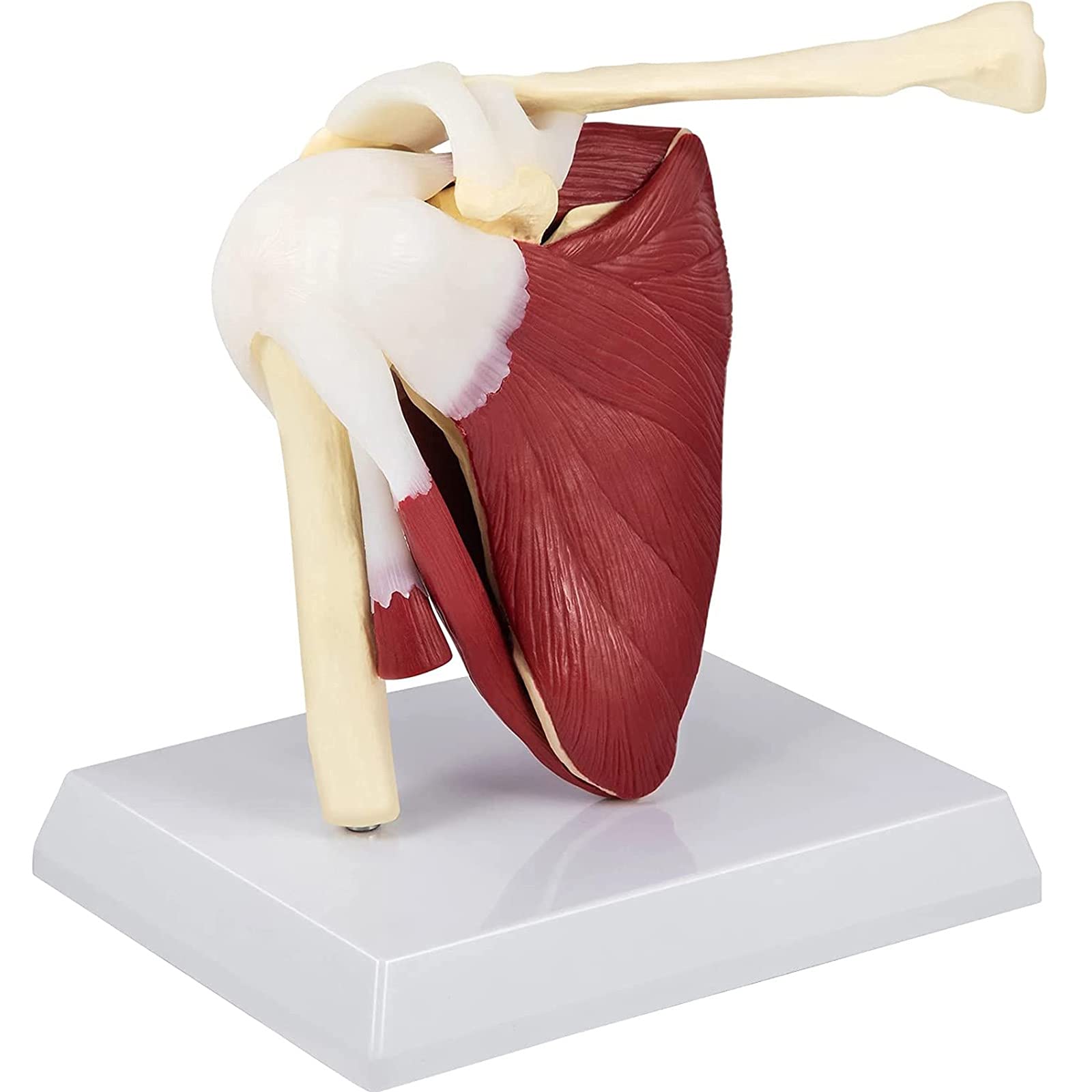 LJBOZ Shoulder Joint Muscles Model, Human Shoulder Joint with Muscle, Medical Anatomical Shoulder Joint Model ​with Ligament Muscle Skeleton Clavicle Humerus for Study Teaching