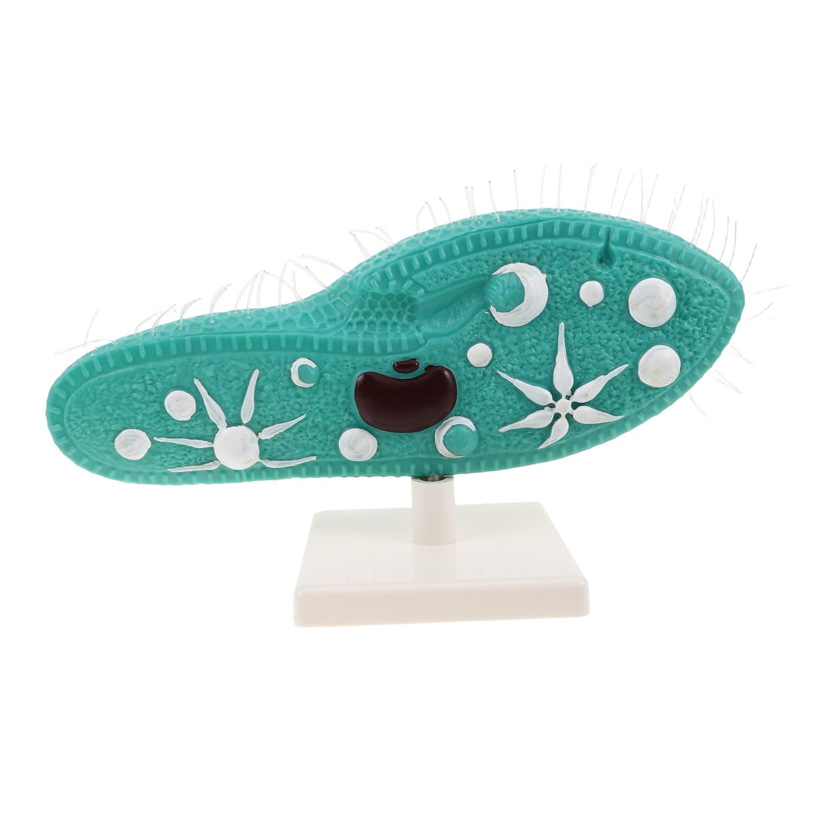 Paramecium Modell mit Ständer Detaillierte Zellstruktur und Cilien Robustes Biologie Experimentiergerät für Mittelschulunterricht und Mikroskopische Organismen Lehrhilfe