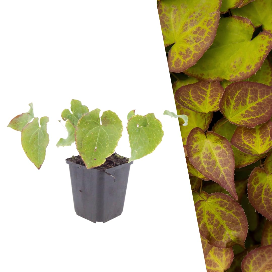 Plants by Frank Epimedium Perralchicum Frohnleiten, 60 plantes, Ø 9 cm