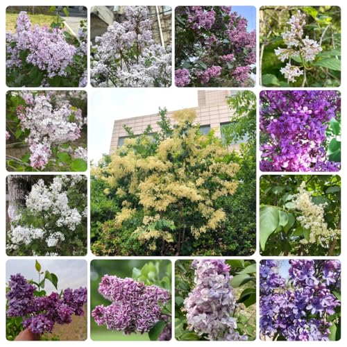 semi di lillà - biologici da balcone primavera perenni decorative 300pcs