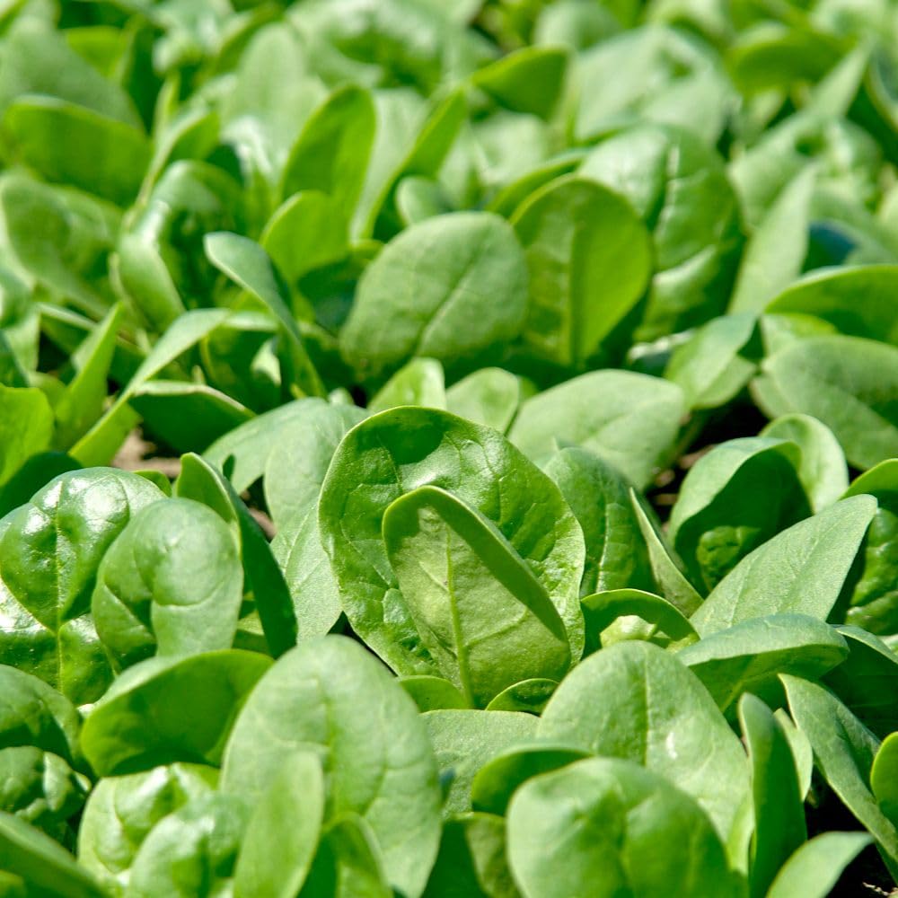 Spinach ‘Santa Cruz’ F1 – Slow-Bolting Baby Leaf or Mature Plants – Medium Dark Green Leaves, Tender Stems, Downy Mildew Resistant – Vegetable Seeds for UK Growing - 1 Packet x 400 Seeds By T&M
