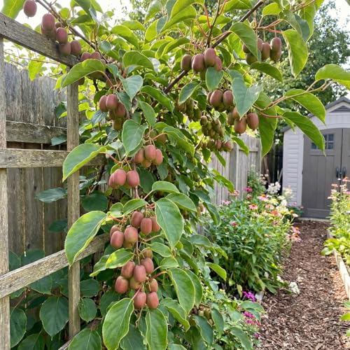 Bloomique - Actinidia arguta Issai Kens Red - Rote Kiwibeere - Obstpflanze - Gartenpflanze - Winterhart - Höhe 50-70 cm - Topfgröße: 15 cm
