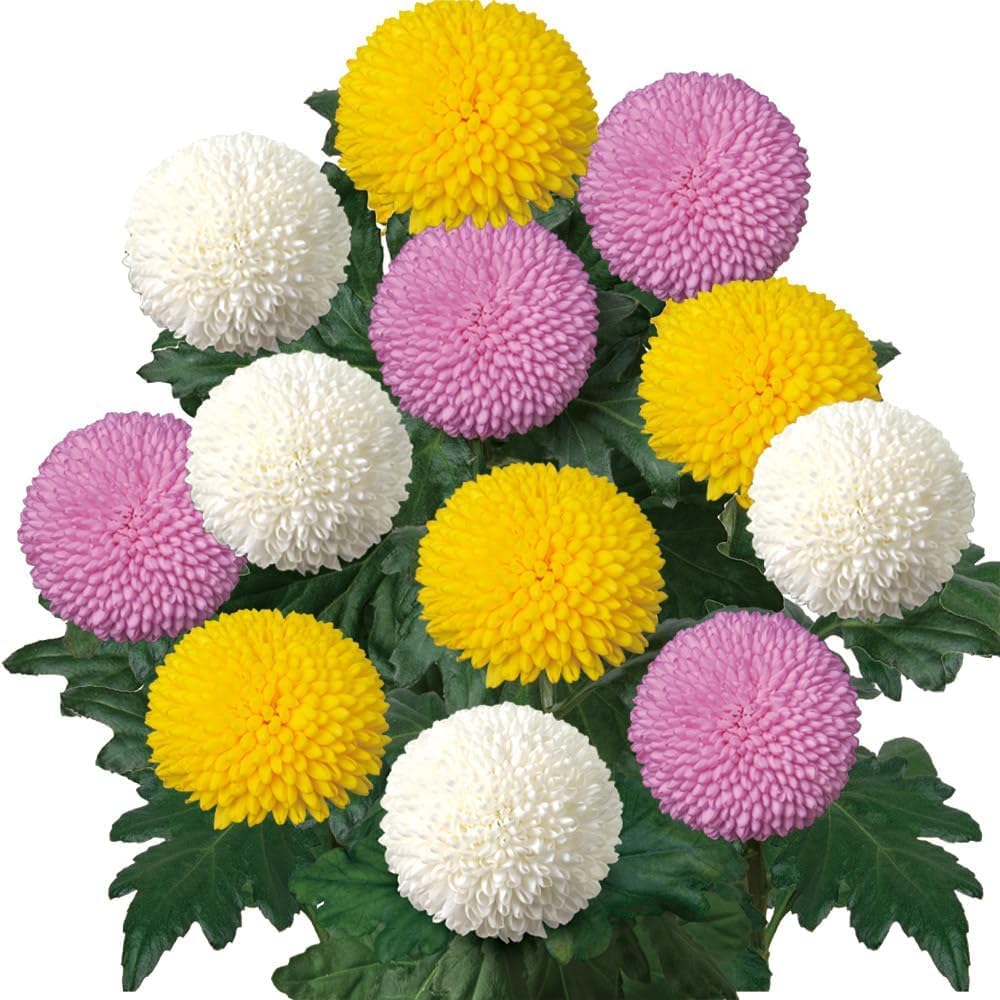 Amazon.co.jp: 菊苗 巨大ポンポン菊Aセット 3種6株 / 国華園 25年春