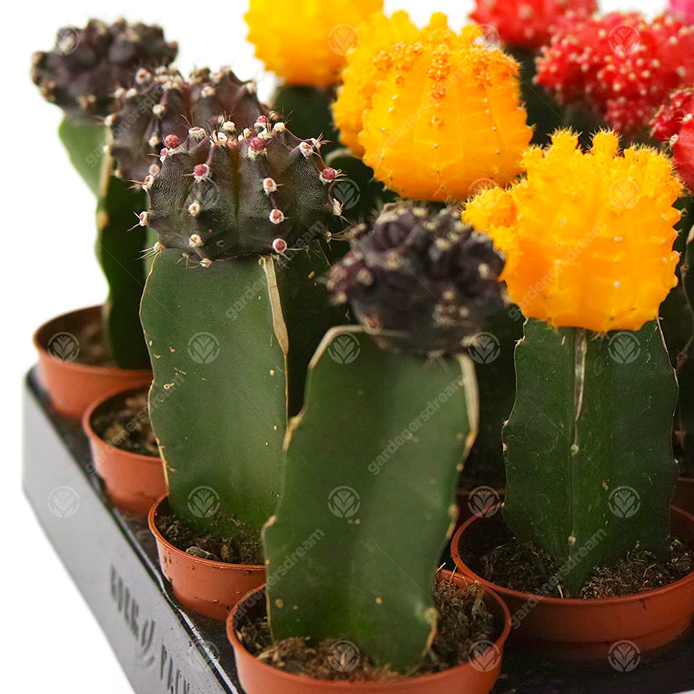 Assortiment Cactus Disco Plante d'intérieur pour maison/bureau parfaite pour cadeau d'invité de mariage (Lot de 5)