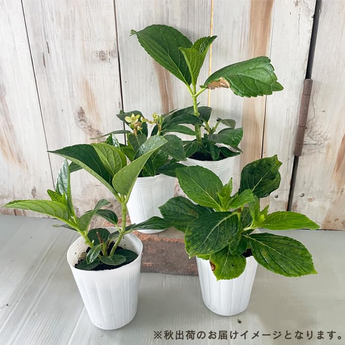 Amazon.co.jp: アジサイ パリジェンヌ 7.5cmポット ハイドランジア 苗