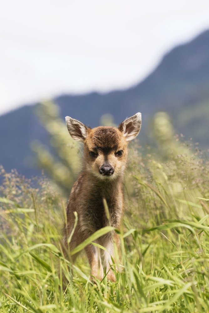 Amazon.com: Sitka Black-tailed deer (Odocoileus hemionus