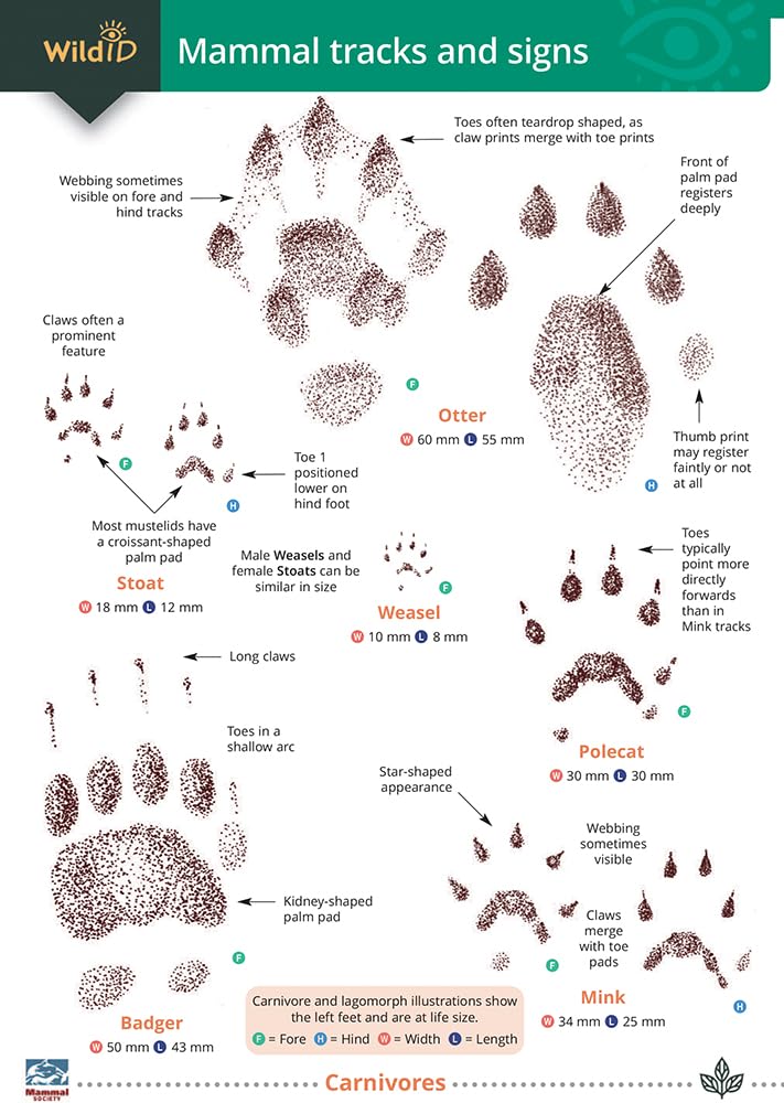 Mammal tracks and signs (WildID)