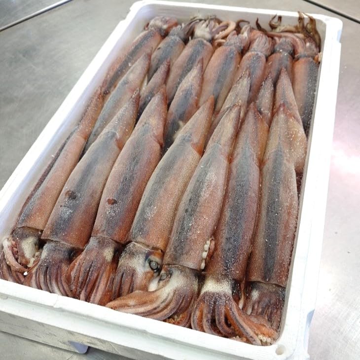 するめいか 丸物20キロ するめいか 丸物20キロ 楽天市場】するめ