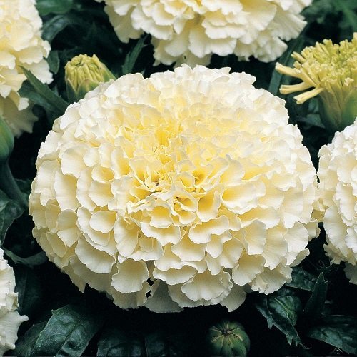 See full amazon price history chart for Creative Farmer Flower Seeds White Colour Flowering Plant Seeds - African Marigold Hybrid Best Flower Seeds Seeds Kitchen Garden Seeds Pack Creative Farmer Flower Seeds White Colour Flowering Plant Seeds - African Marigold Hybrid Best Flower Seeds Seeds Kitchen Garden Seeds Pack (B078R7WDGY) Amazon Price History, Amazon Price Tracker