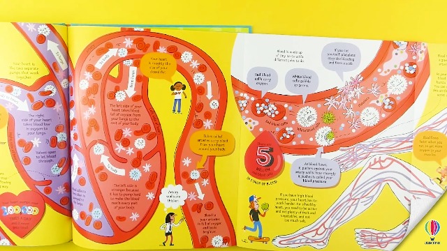 Amazon.com: Big Book of The Body: A Bold Illustrated Introduction