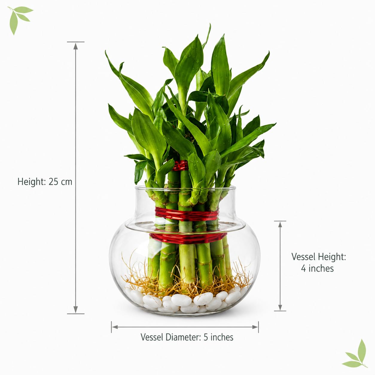 Lucky Bamboo Plant - Good Luck & Air Purification -2