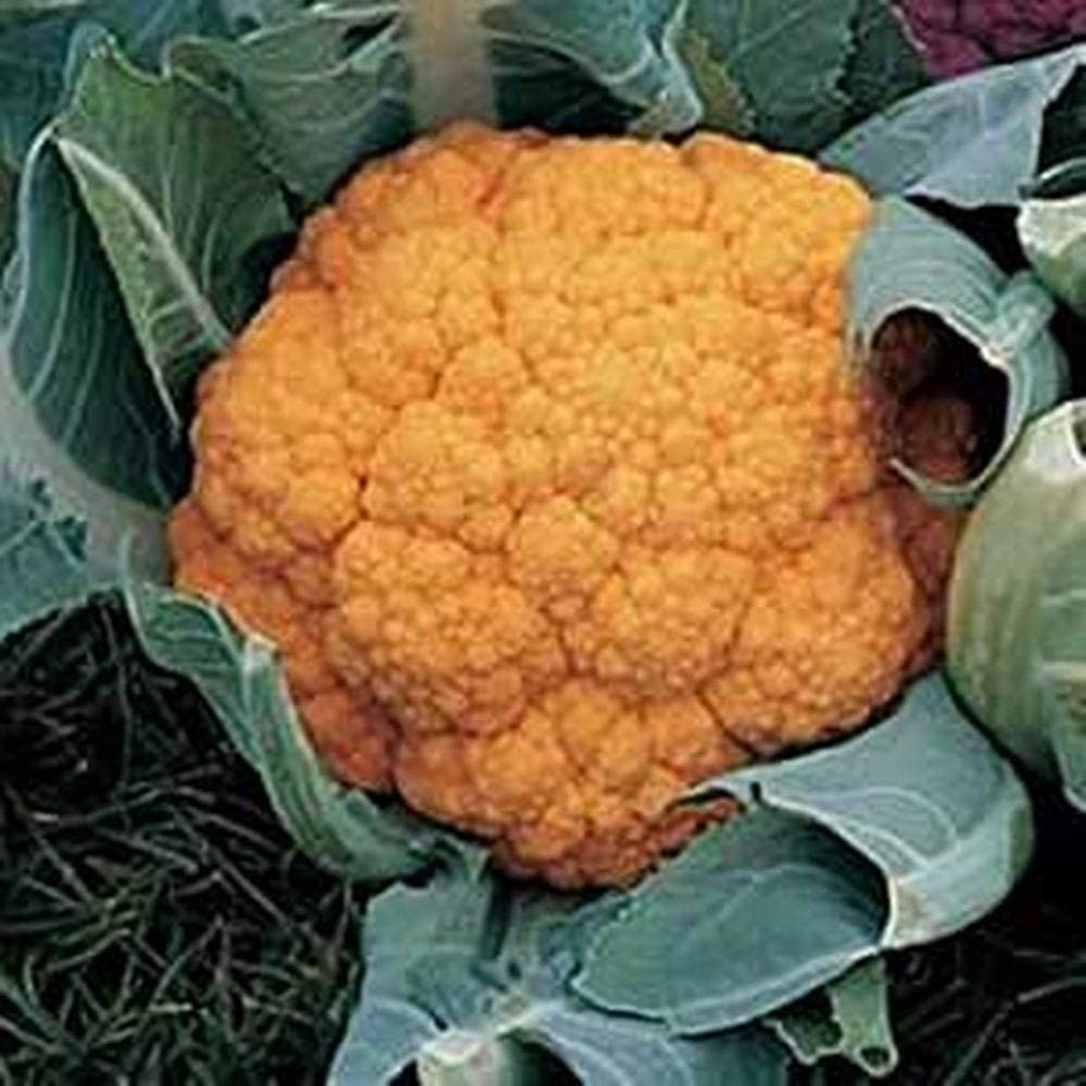VibeX Yellow Broccoli Cauliflower Seeds-250 Seeds (B0B9Y3BMKX) Amazon Price History, Amazon Price Tracker